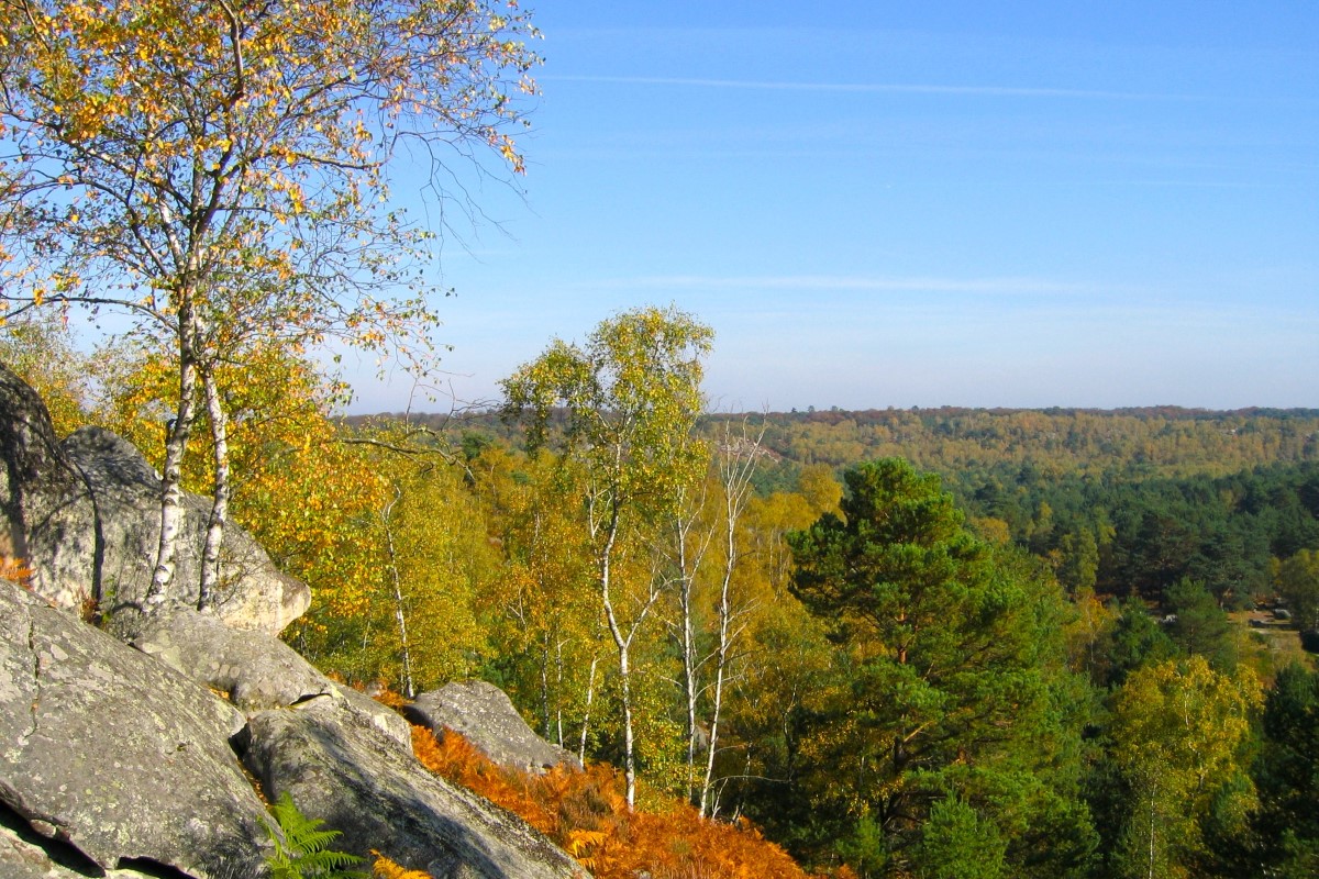 Visita guiada al bosque de Fontainebleau, Sena y Marne, Francia